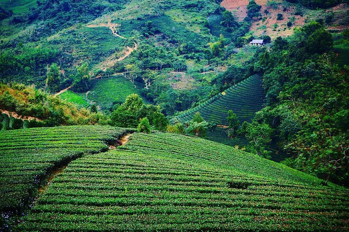 alt text: Cảnh đẹp Suối Giàng, Yên Bái