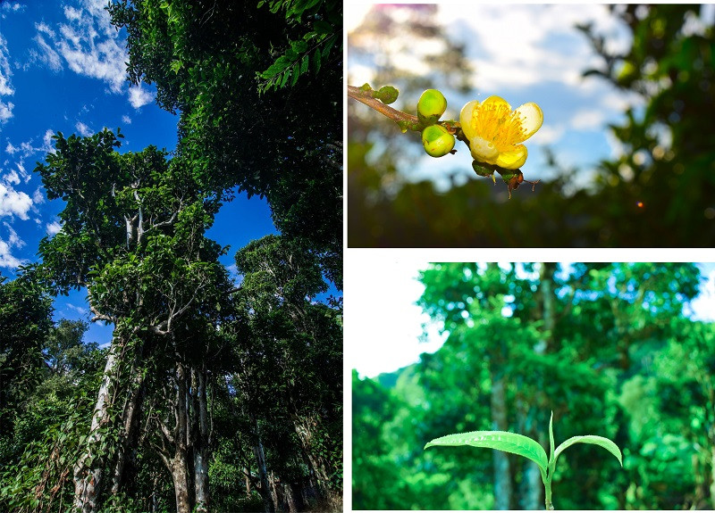 alt text: Cây chè Shan Tuyết cổ thụ ở Sín Chải, Tủa Chùa