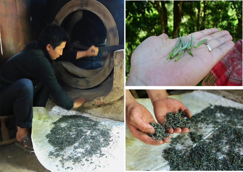 alt text:  Người phụ nữ đang hái chè Shan Tuyết vào gùi