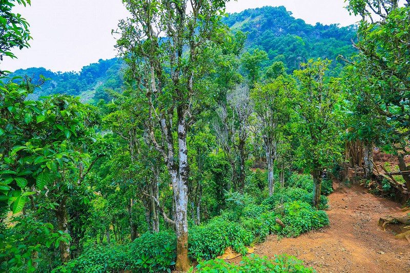 alt text: Người phụ nữ hái chè Shan Tuyết trên cây cao ở Tủa Chùa, Điện Biên