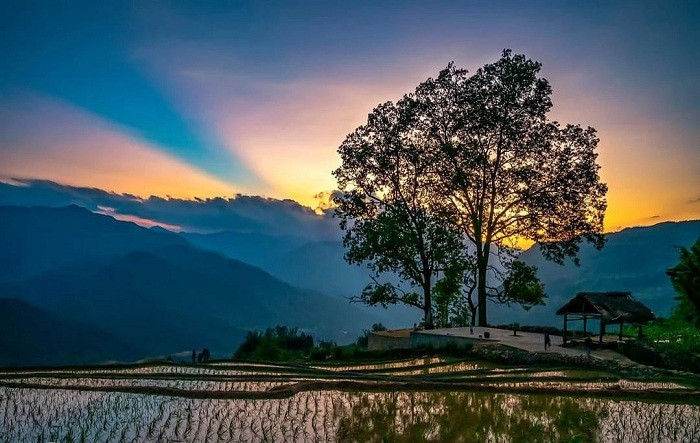 alt text: Ruộng bậc thang mùa lúa chín