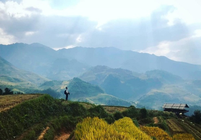 alt text: Tú Lệ mùa lúa chín