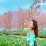 Mùa hoa Anh đào Sa Pa – Du khách nhất định đừng bỏ lỡ