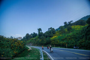 Rực rỡ sắc vàng hoa Dã quỳ trên các cung đường Điện Biên