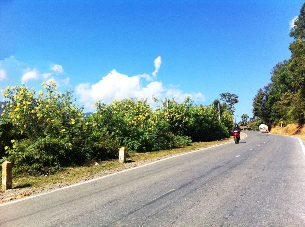 Dã quỳ khoe sắc trên triền núi