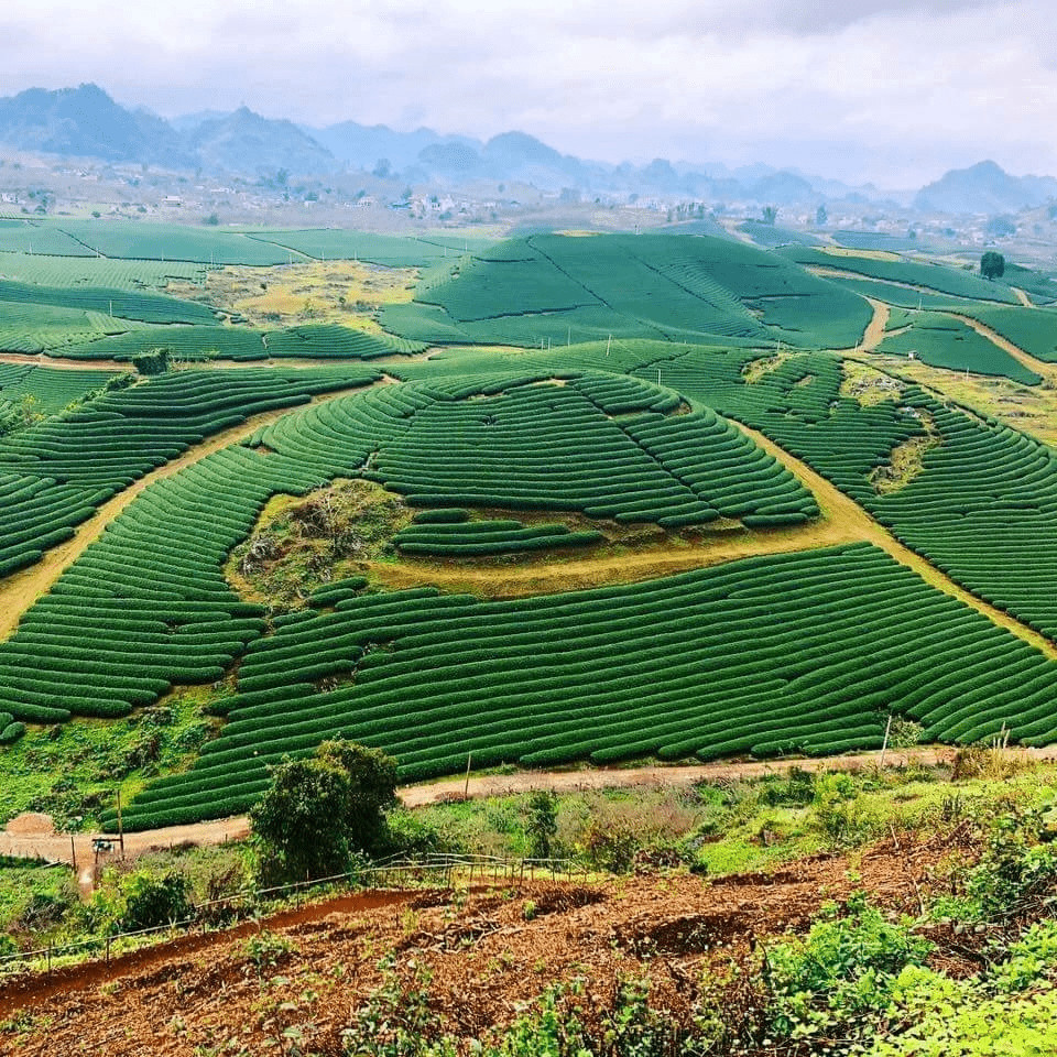 Đồi chè Mộc Châu