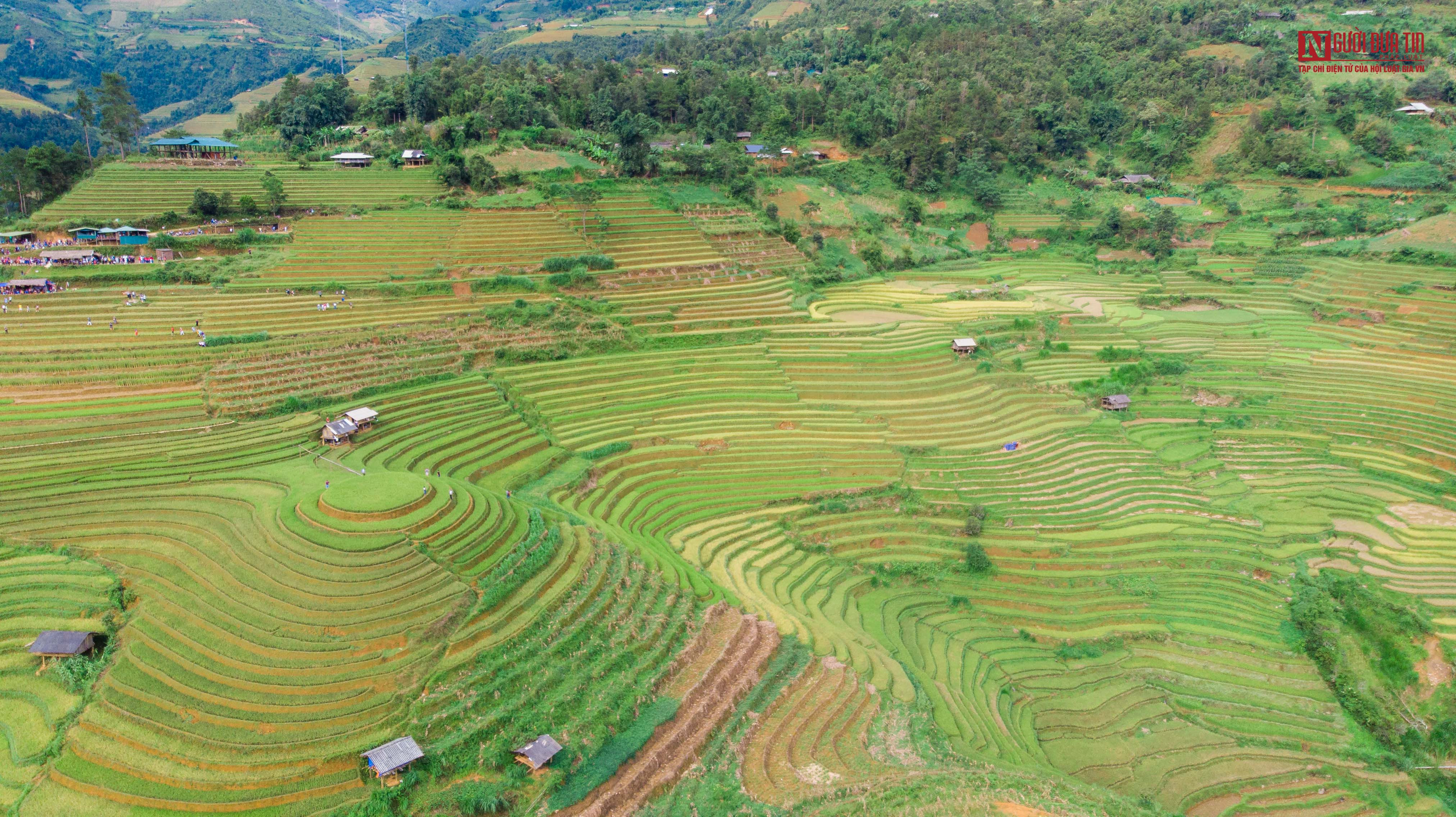 Đồi mâm xôi La Pán Tẩn mùa lúa chín vàng rực