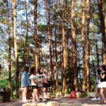 Đồi thông Tả Lèng – điểm check in siêu lãng mạn