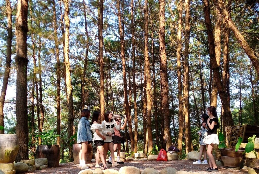 Đồi thông Tả Lèng với những hàng cây thẳng tắp tạo nên khung cảnh lãng mạn