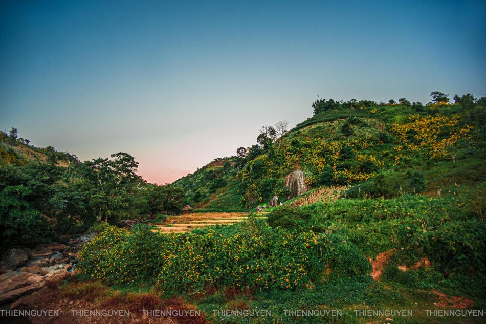 Du khách chụp ảnh cùng hoa dã quỳ tại Nậm Khẩu Hu