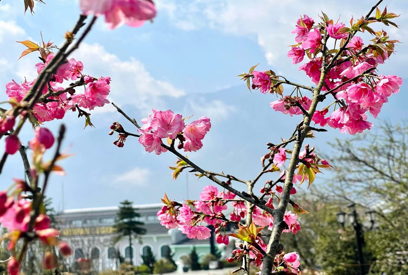 Hoa anh đào tại Sun World Fansipan Legend