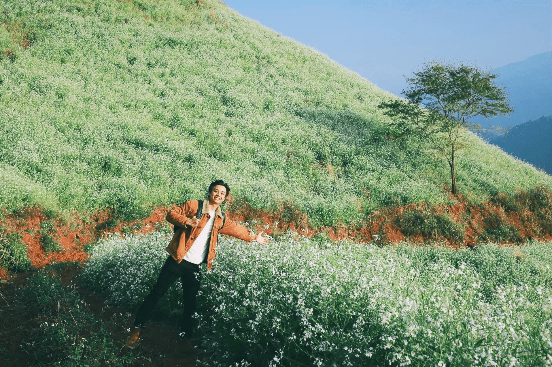 Hoa cải trắng tại Mộc Châu