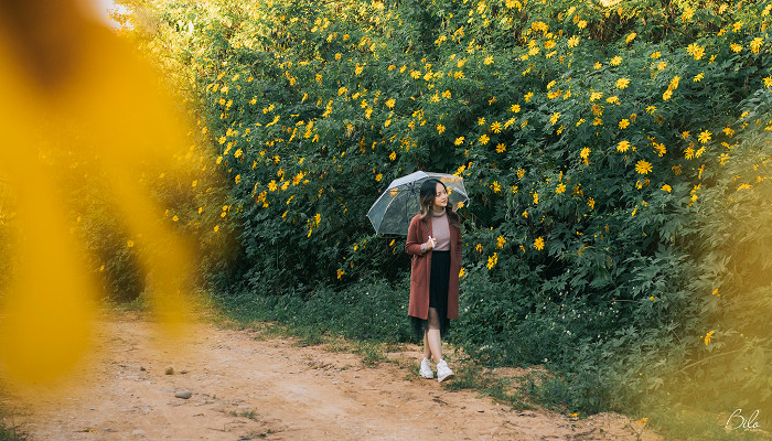 Hoa dã quỳ tại Điện Biên