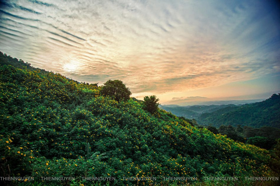 Hoa dã quỳ tại Nậm Khẩu Hu