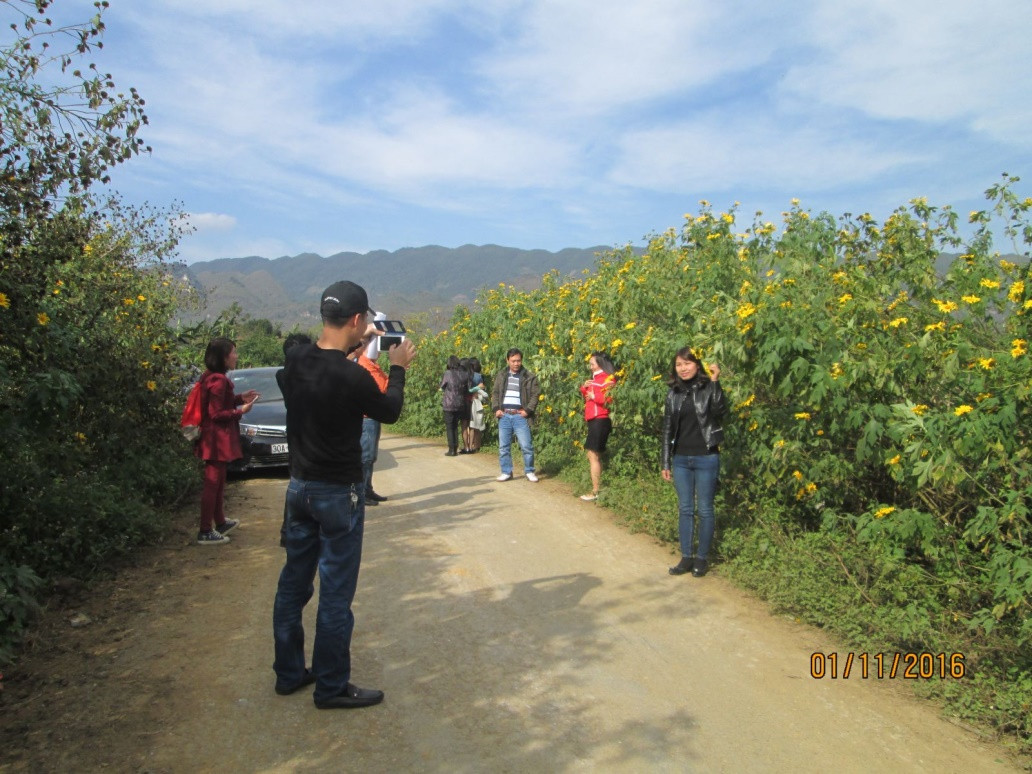 Hoa dã quỳ ven đường ở Lai Châu