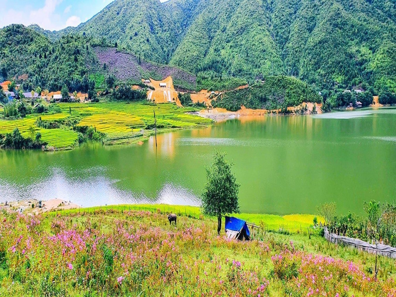 Hoa mua Séo Mý Tỷ