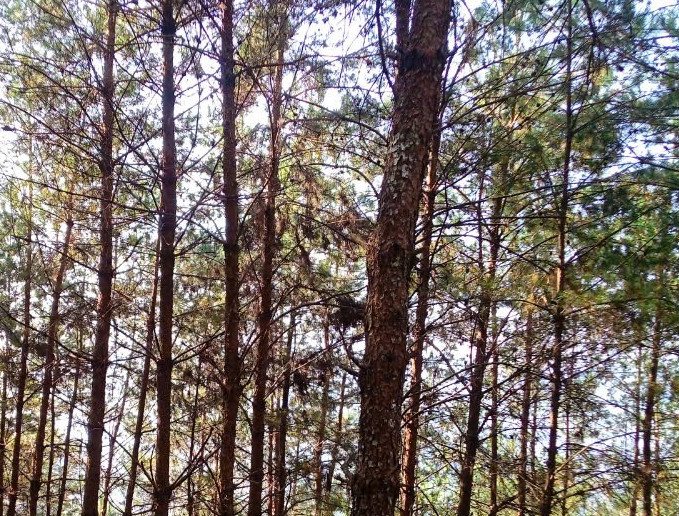 Khung cảnh yên bình tại đồi thông Tả Lèng