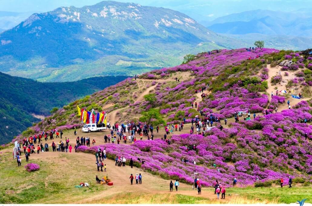 lễ hội hoa đỗ quyên Sapa