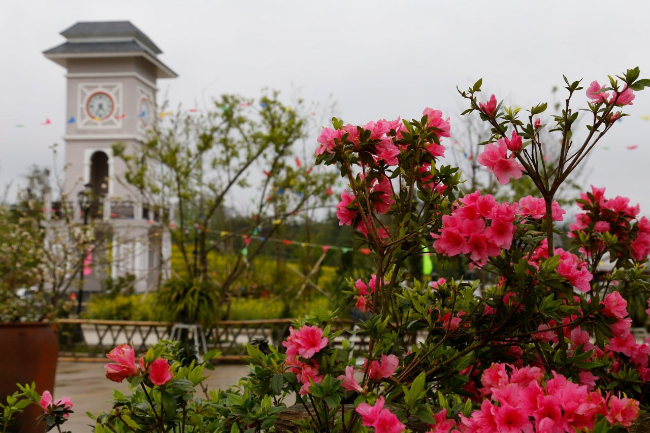 lễ hội hoa đỗ quyên tại fansipan sapa