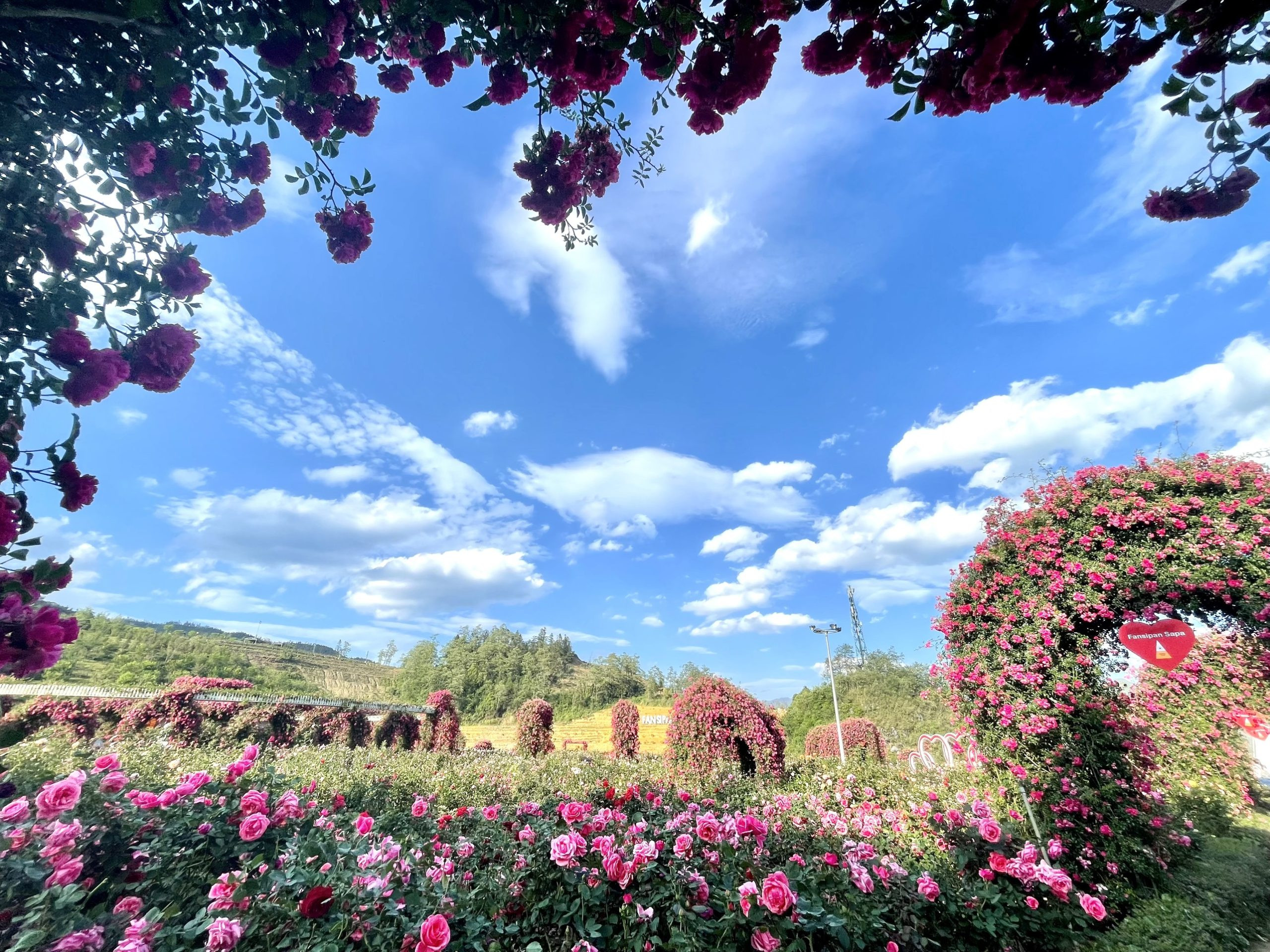 Lễ hội hoa hồng Fansipan