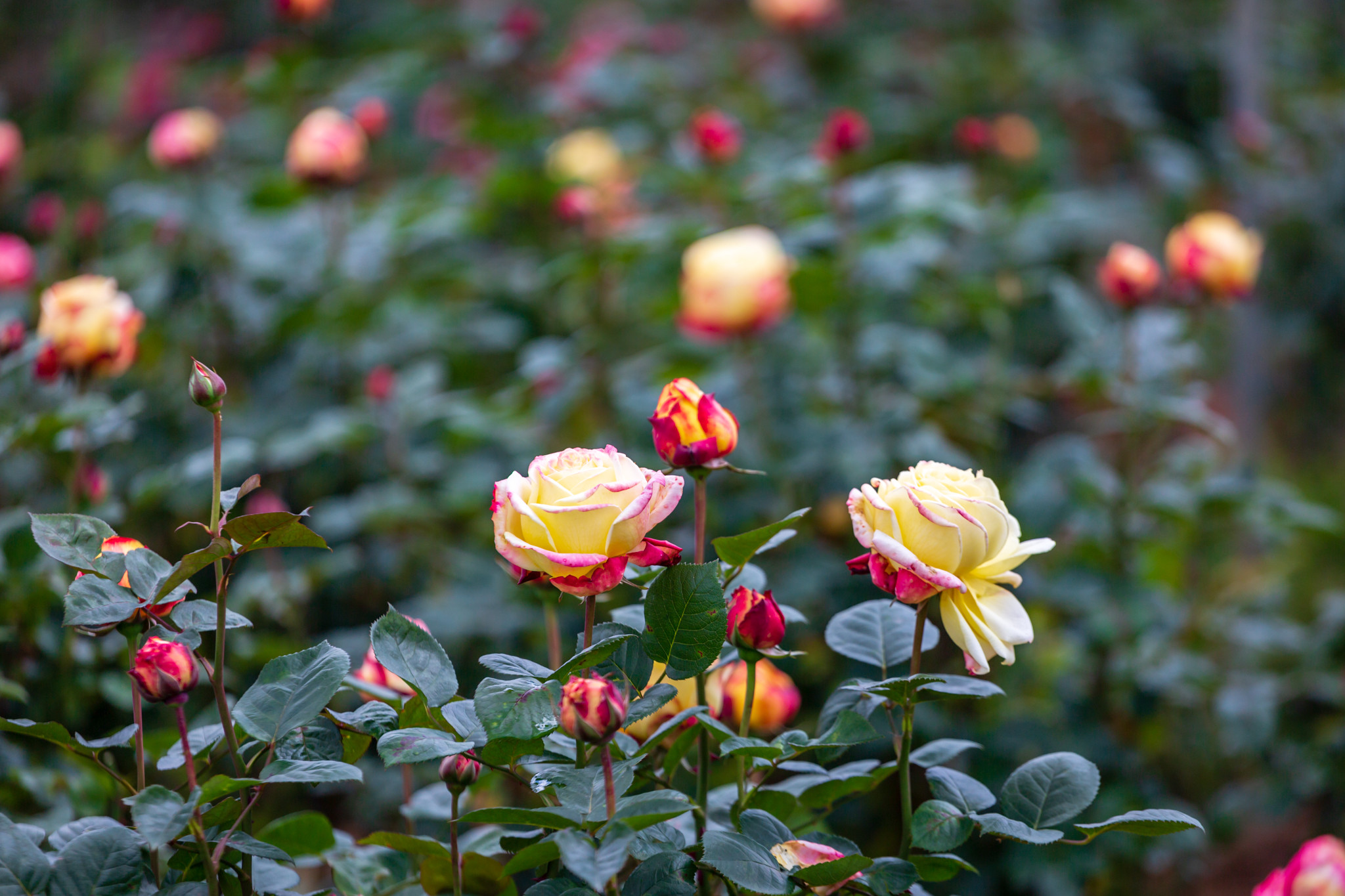 Lễ hội hoa hồng Fansipan Sapa