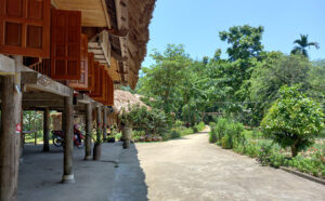 Gà đá đòn độc – Chiến kê hạ gục đối thủ nhanh