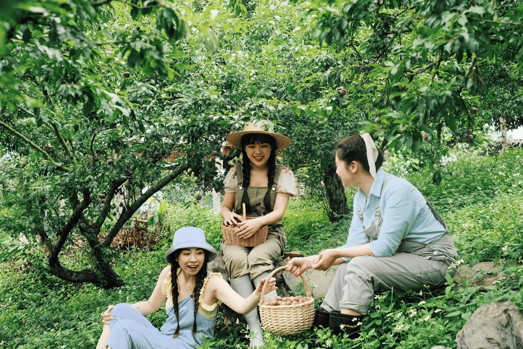 Mận chín tại Mộc Châu