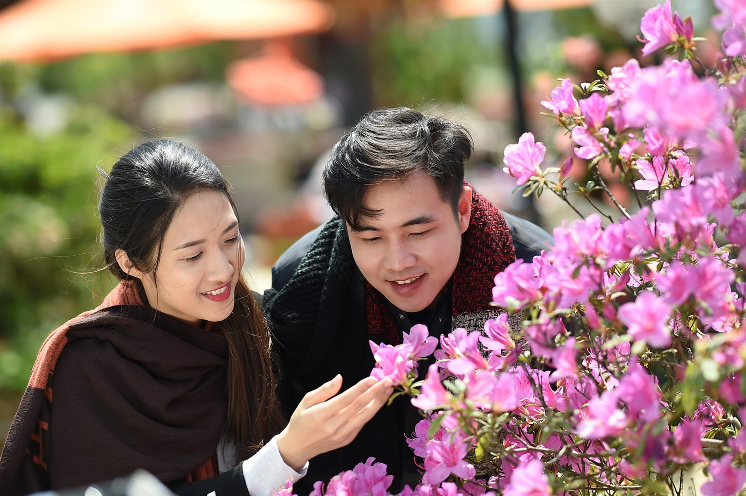 ngắm hoa đỗ quyên