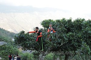 Người dân bản Bẹ, xã Tà Xùa (Bắc Yên) thu hái chè.