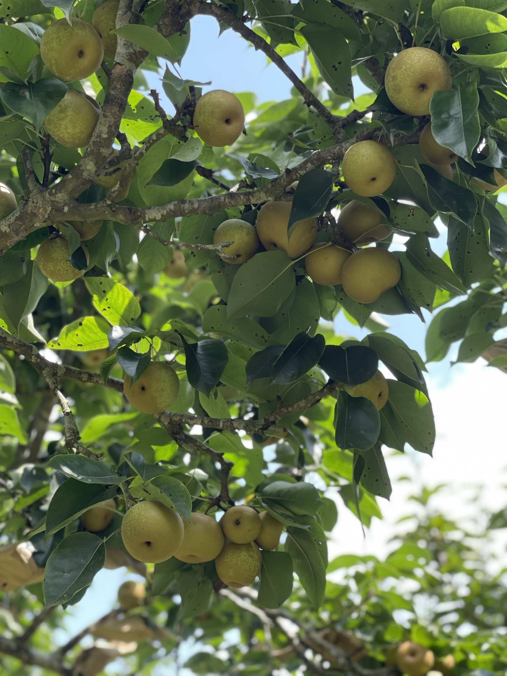 nhung diem den hap dan tranh nong o lao cai 15758 3