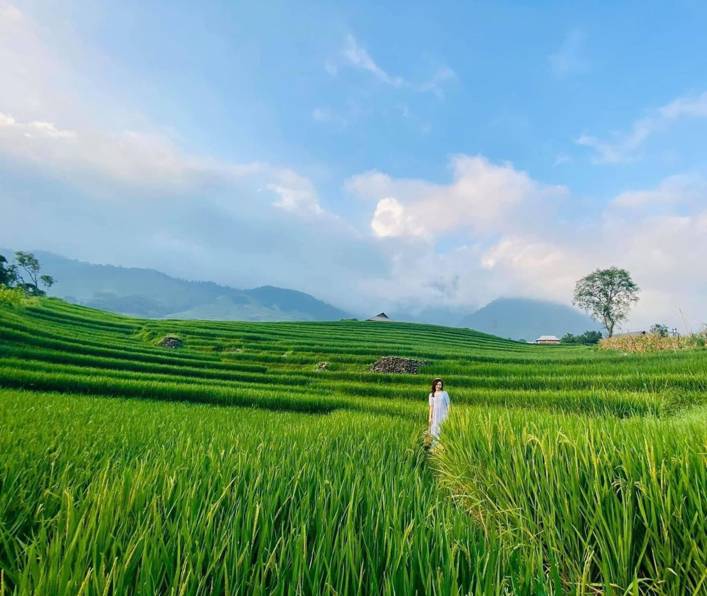 ruộng bậc thang mùa hè sapa