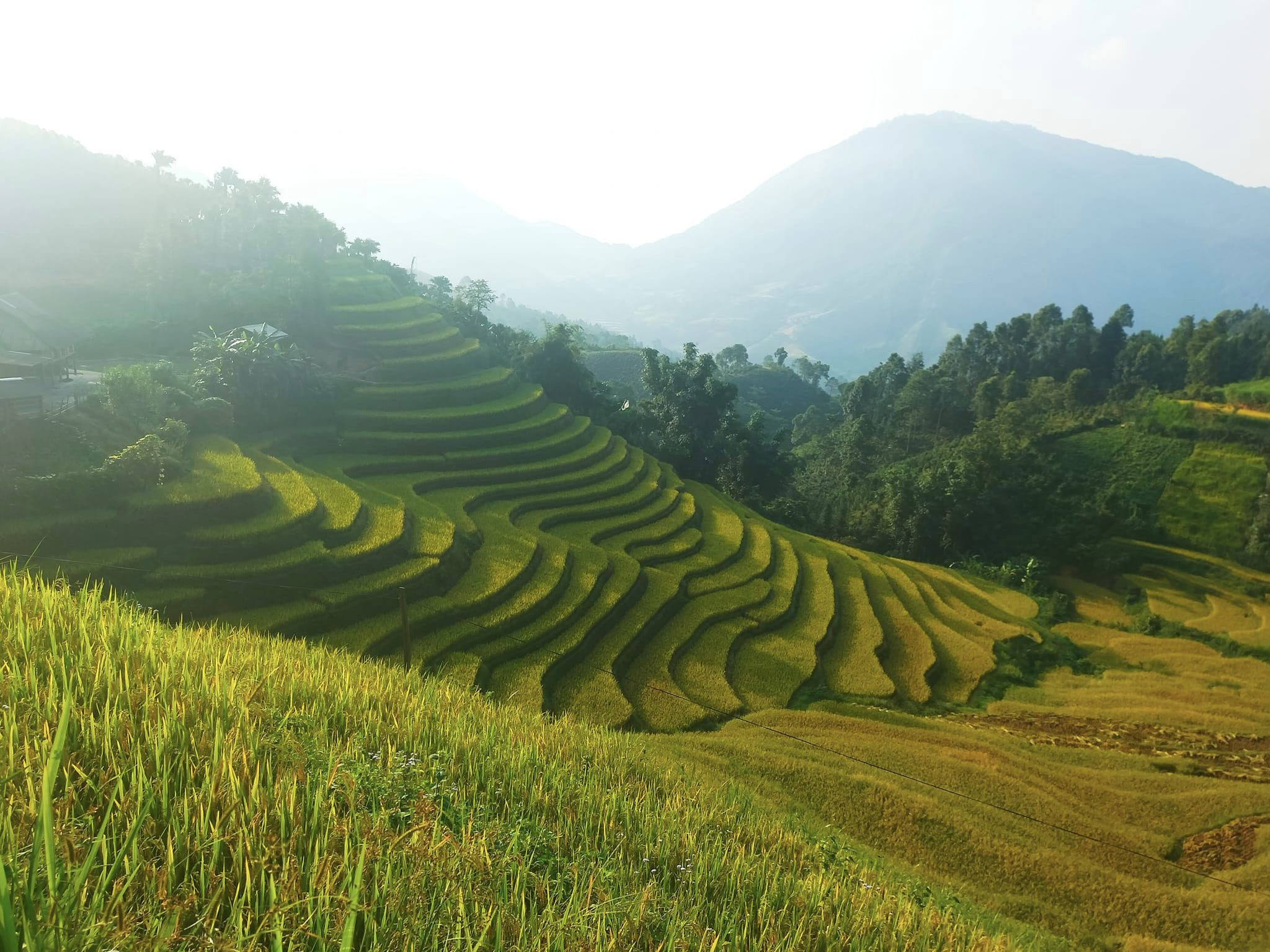 Ruộng bậc thang nhuộm vàng khi thu về