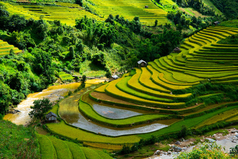 Ruộng bậc thang xanh mướt vào mùa hè ở Sapa