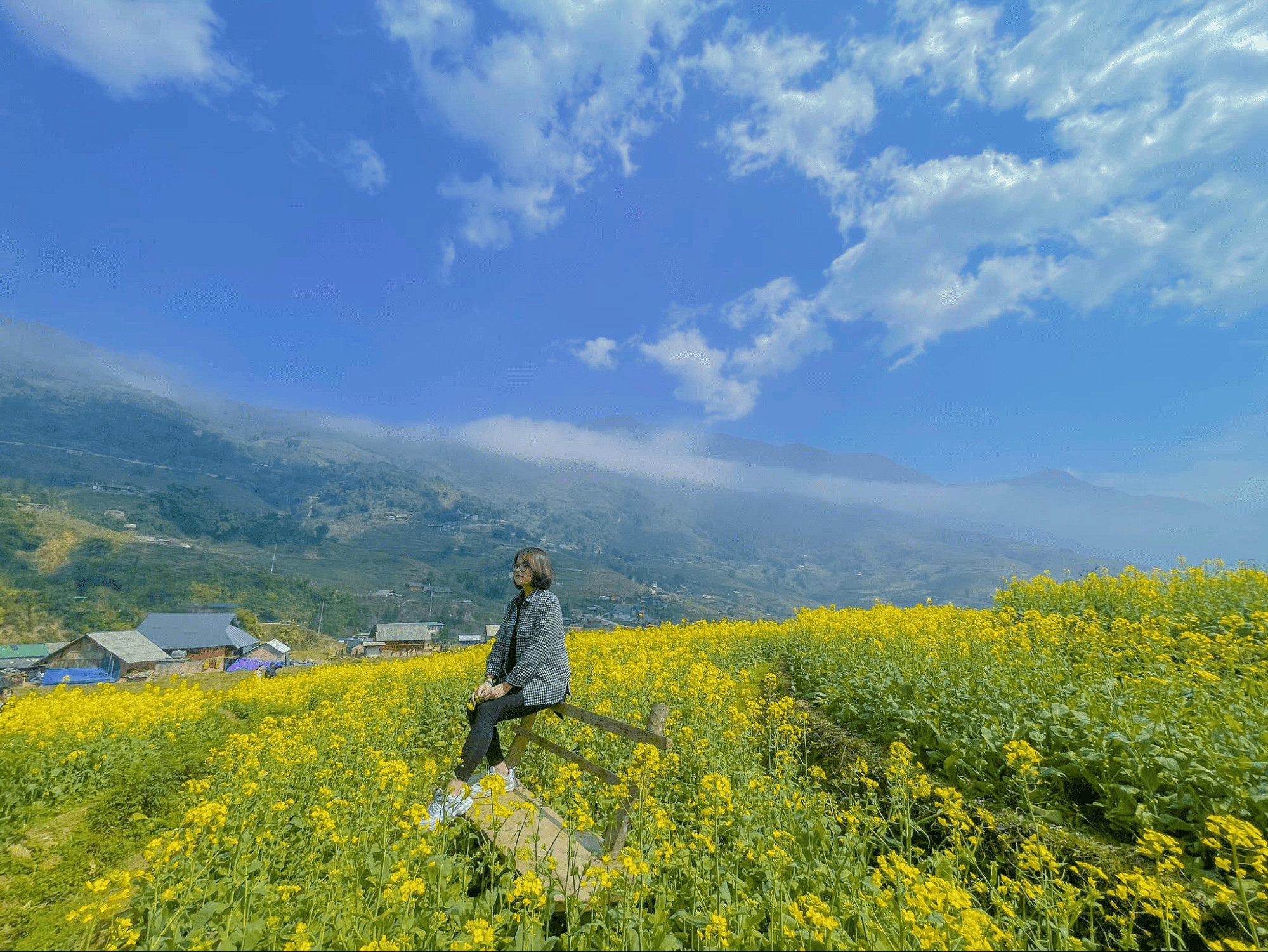 Ruộng cải bản Cát Cát ngày hè