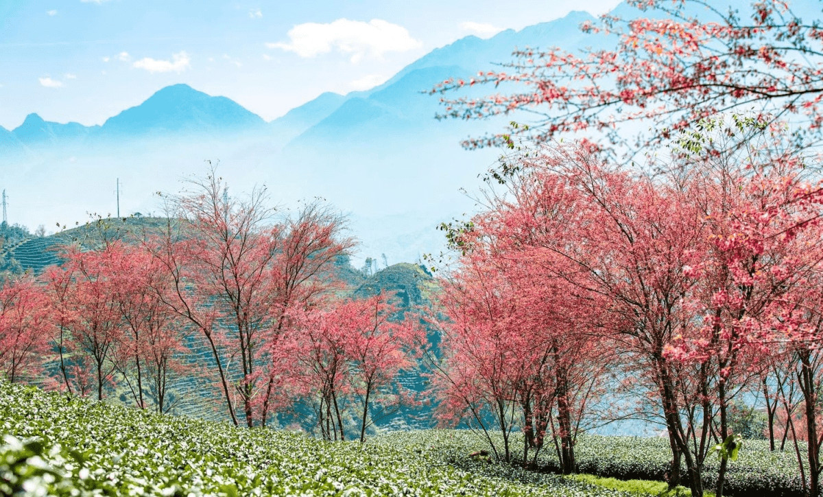 Sắc đào xuân ở bản