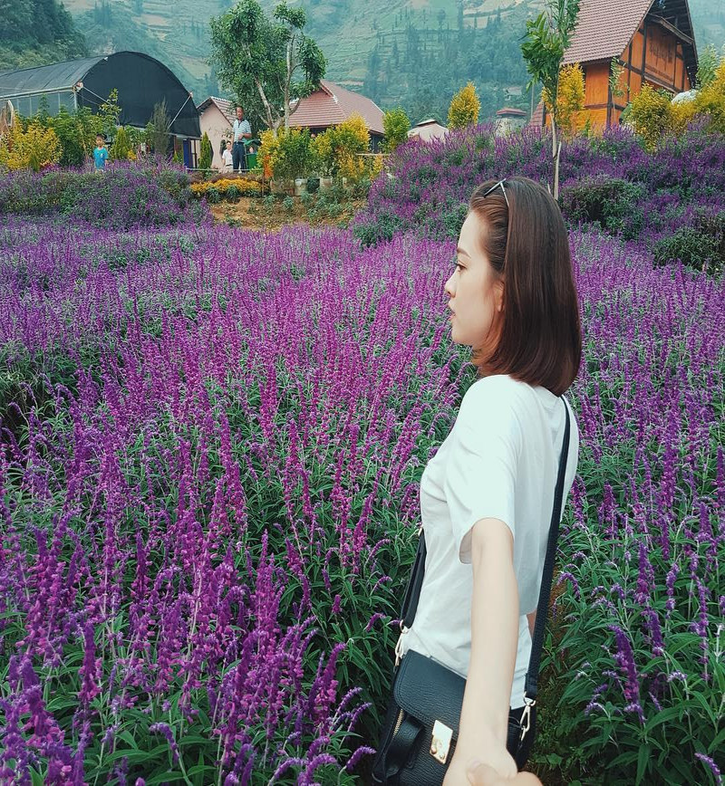 Thung lũng hoa Bắc Hà mùa hoa lavender