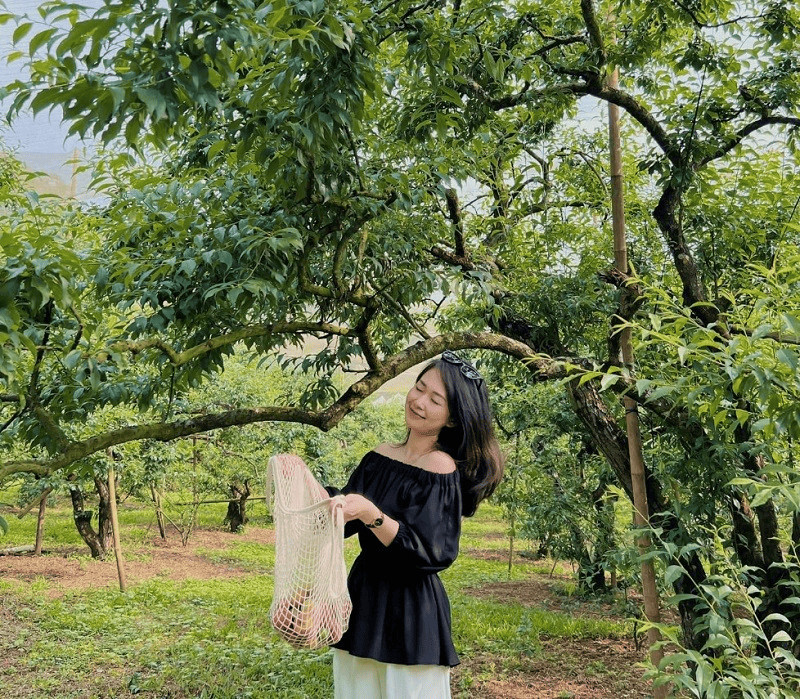 Thung lũng mận Mu Náu