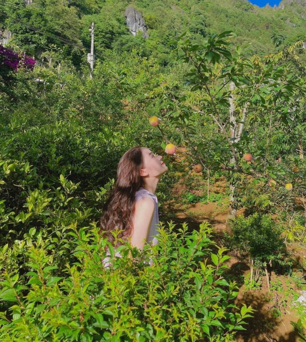 vườn đào chín ở sapa