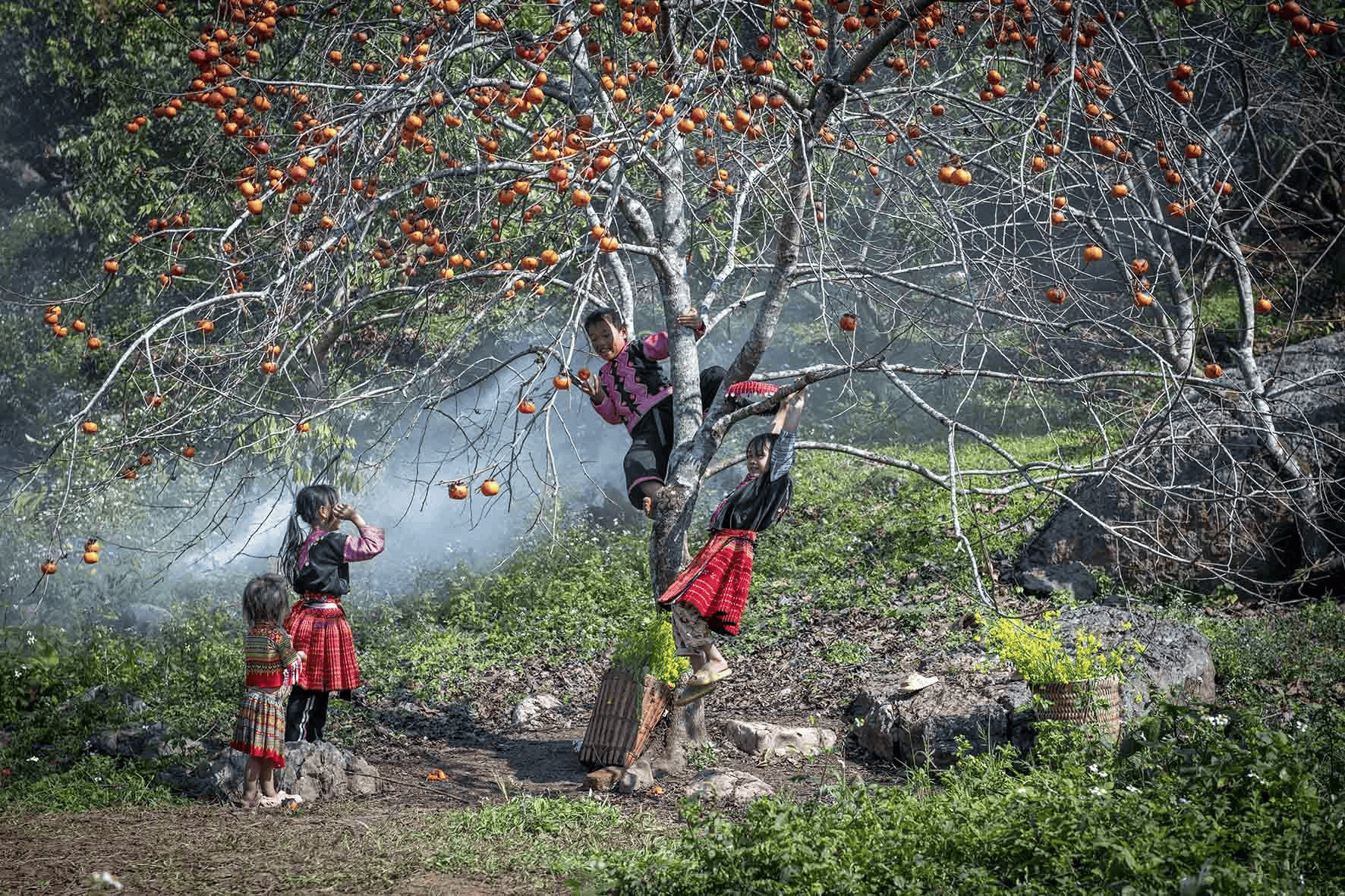 Vườn Hồng Mộc Châu